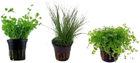 حزمة نباتات حوض السمك الأمامية 3 أواني - نباتات حوض السمك الحية: مونت كارلو، أعشاب اللؤلؤ، عشب الشعر القزم - حزمة السجاد التعليمية لعشاق النباتات المائية in Kuwait