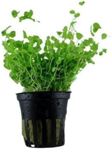 حزمة نباتات حوض السمك الأمامية 3 أواني - نباتات حوض السمك الحية: مونت كارلو، أعشاب اللؤلؤ، عشب الشعر القزم - حزمة السجاد التعليمية لعشاق النباتات المائية in Kuwait