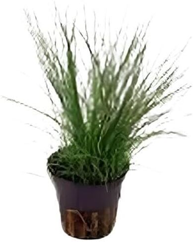 حزمة نباتات حوض السمك الأمامية 3 أواني - نباتات حوض السمك الحية: مونت كارلو، أعشاب اللؤلؤ، عشب الشعر القزم - حزمة السجاد التعليمية لعشاق النباتات المائية in Kuwait