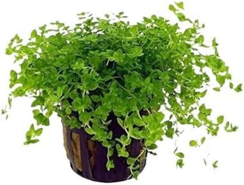 حزمة نباتات حوض السمك الأمامية 3 أواني - نباتات حوض السمك الحية: مونت كارلو، أعشاب اللؤلؤ، عشب الشعر القزم - حزمة السجاد التعليمية لعشاق النباتات المائية in Kuwait