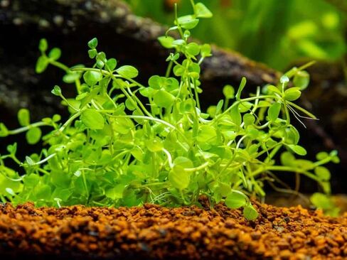 حزمة نباتات حوض السمك الأمامية 3 أواني - نباتات حوض السمك الحية: مونت كارلو، أعشاب اللؤلؤ، عشب الشعر القزم - حزمة السجاد التعليمية لعشاق النباتات المائية in Kuwait