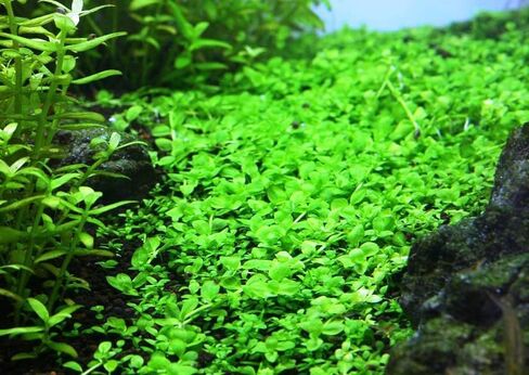 حزمة نباتات حوض السمك الأمامية 3 أواني - نباتات حوض السمك الحية: مونت كارلو، أعشاب اللؤلؤ، عشب الشعر القزم - حزمة السجاد التعليمية لعشاق النباتات المائية in Kuwait