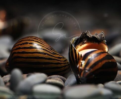 Swimming Creatures™ Zebra & Tiger Nerite Snail Combo Pack, Freshwater Aquarium Snail Live (3 Zebra & 3 Tiger Nerite Snail) in Saudi Arabia