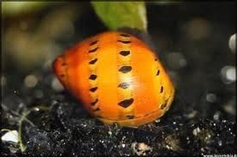 Swimming Creatures™ Zebra & Tiger Nerite Snail Combo Pack, Freshwater Aquarium Snail Live (3 Zebra & 3 Tiger Nerite Snail) in Saudi Arabia