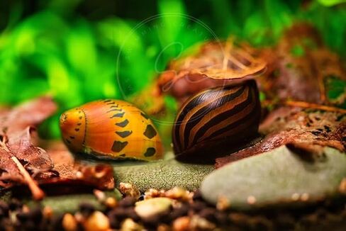 مجموعة حلزونات Swimming Creatures™ Zebra & Tiger Nerite Snail، حلزون حوض أسماك المياه العذبة (3 حمار وحشي و3 حلزون نمر نيريت) in Kuwait