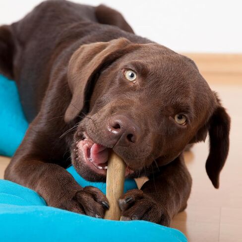 Wildfang® Coffee Wood Dog Chew, Large - Tough Chew Toys for Aggressive Chewers, Dog Teething Toys for Puppies, Training for Chewing Muscles, Coffee Tree Sticks for Large Dogs (55-99 lbs) in Saudi Arabia