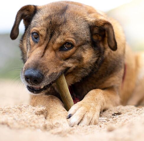 Wildfang® Coffee Wood Dog Chew, Large - Tough Chew Toys for Aggressive Chewers, Dog Teething Toys for Puppies, Training for Chewing Muscles, Coffee Tree Sticks for Large Dogs (55-99 lbs) in Saudi Arabia