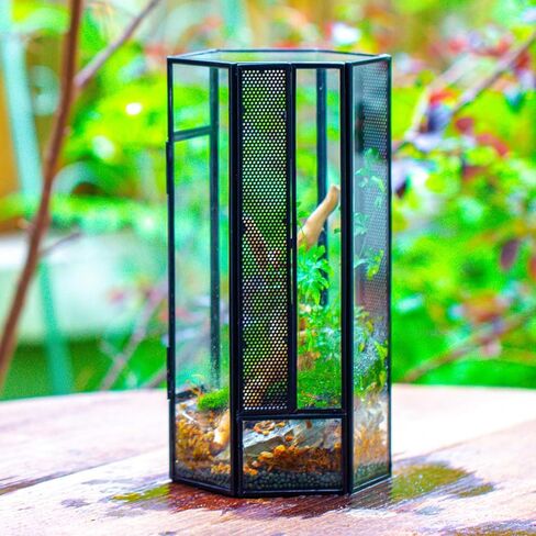 NCYP Small Glass Enclosure Terrarium with Mesh and Door for Jumping Spiders, Insects - Hexagon Shape Succulents Terrarium 4.9'' x 3.9'' x 9.4'', Tabletop Decor, Black (Plants Not Include) in Saudi Arabia