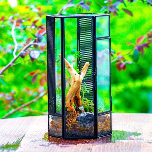 NCYP Small Glass Enclosure Terrarium with Mesh and Door for Jumping Spiders, Insects - Hexagon Shape Succulents Terrarium 4.9'' x 3.9'' x 9.4'', Tabletop Decor, Black (Plants Not Include) in Saudi Arabia