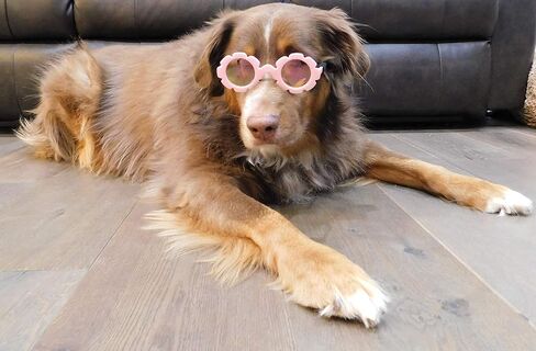 نظارات شمسية G001 للكلاب للسلالات المتوسطة (20-40 رطلاً) (مرآة وردية وردية على شكل زهرة) in Kuwait