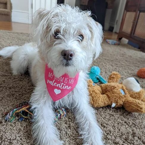 Valentines Day Dog Bandanas - My Mom is My Valentine Dog Scarf - 2 Pcs Adjustable Party Triangle Reversible Pet Bandanas for Small Medium Large Dogs in Saudi Arabia
