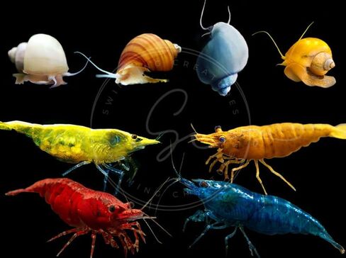 Swimming Creature™ Premium High-Grade Neocaridina Shrimps with Assorted Mystery Snails, Freshwater Aquarium (10 Mixed Shrimps 3 Snails) in Saudi Arabia