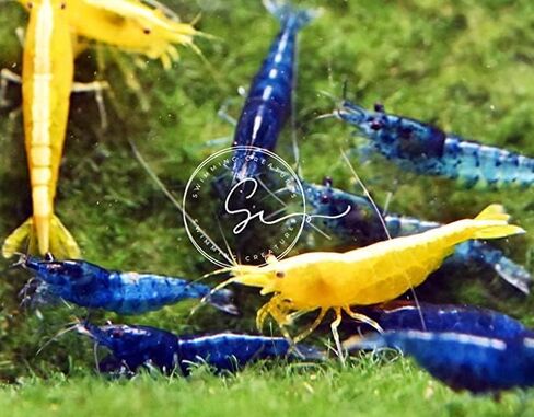 Swimming Creature™ Premium High-Grade Neocaridina Shrimps with Assorted Mystery Snails, Freshwater Aquarium (10 Mixed Shrimps 3 Snails) in Saudi Arabia