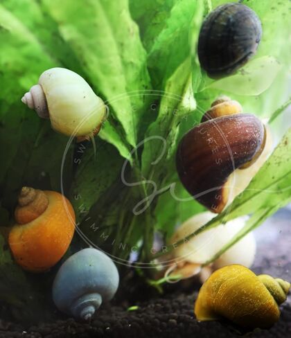Swimming Creature™ Premium High-Grade Neocaridina Shrimps with Assorted Mystery Snails, Freshwater Aquarium (10 Mixed Shrimps 3 Snails) in Saudi Arabia