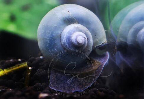 Swimming Creature™ Premium High-Grade Neocaridina Shrimps with Assorted Mystery Snails, Freshwater Aquarium (10 Mixed Shrimps 3 Snails) in Saudi Arabia