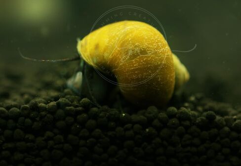 Swimming Creature™ Premium High-Grade Neocaridina Shrimps with Assorted Mystery Snails, Freshwater Aquarium (10 Mixed Shrimps 3 Snails) in Saudi Arabia