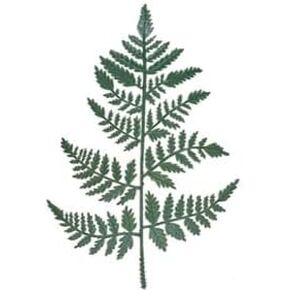 سيقان نبات السرخس من الجلد الاصطناعي من الفينيل ~ سيقان خضراء لترتيبات الزهور والعروض التذكارية والمزيد | 14 بوصة L اختر الكمية من FlowerBee (24) in Kuwait