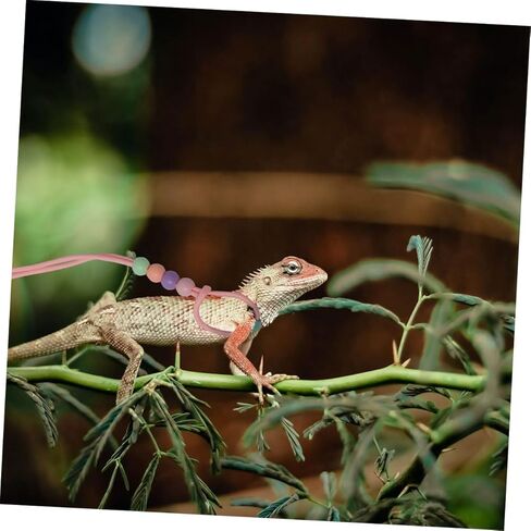 مجموعة 3 قطع من حزام ومقود الزواحف المضيئة القابلة للتعديل في الهواء الطلق للمشي على شكل سحلية للتنين الملتحي والحيوانات الأليفة الصغيرة، حزام محمول يتوهج في الظلام in Kuwait