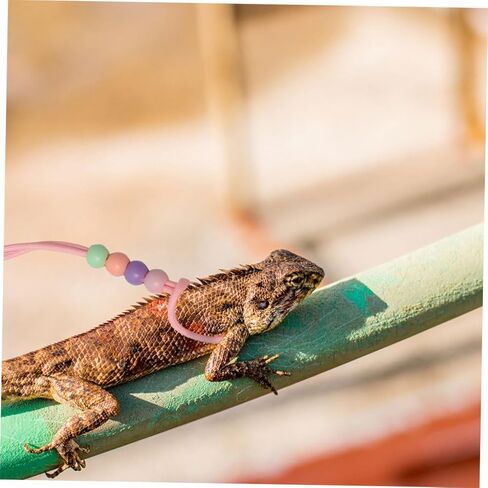 مجموعة 3 قطع من حزام ومقود الزواحف المضيئة القابلة للتعديل في الهواء الطلق للمشي على شكل سحلية للتنين الملتحي والحيوانات الأليفة الصغيرة، حزام محمول يتوهج في الظلام in Kuwait