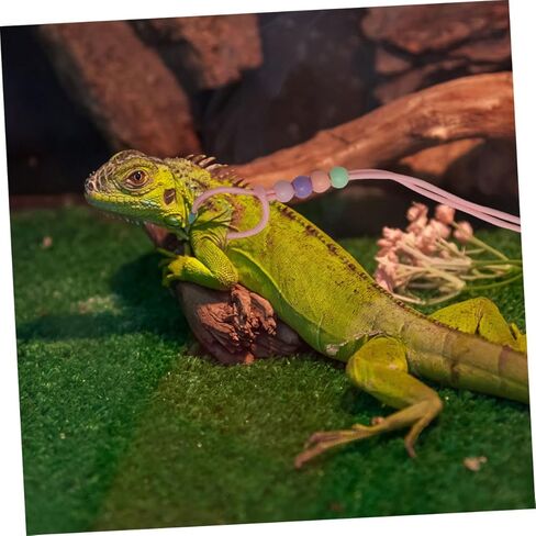 مجموعة 3 قطع من حزام ومقود الزواحف المضيئة القابلة للتعديل في الهواء الطلق للمشي على شكل سحلية للتنين الملتحي والحيوانات الأليفة الصغيرة، حزام محمول يتوهج في الظلام in Kuwait