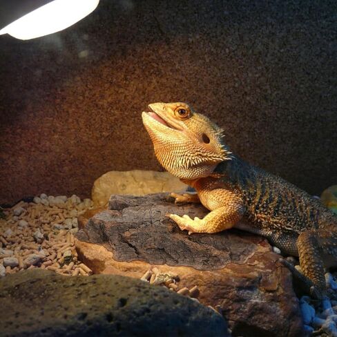 DOITOOL 4 قطع لحاء الفلين للزواحف، مسطحات الفلين لحاء الزواحف لخلفية Terrarium، تسلق حصيرة ديكور الموائل للعنكبوت السحلية الحرباء السلحفاة تحمل التنين in Kuwait