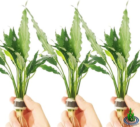 Spathiphyllum Wallisii 3-Pack Peace Lily Live Semi-Aquatic Plants for Terrarium Paludarium Easy Setup in Saudi Arabia