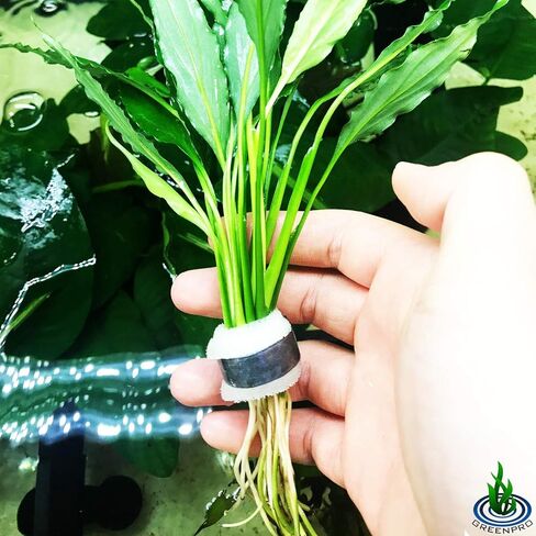 Spathiphyllum Wallisii 3-Pack Peace Lily Live Semi-Aquatic Plants for Terrarium Paludarium Easy Setup in Saudi Arabia