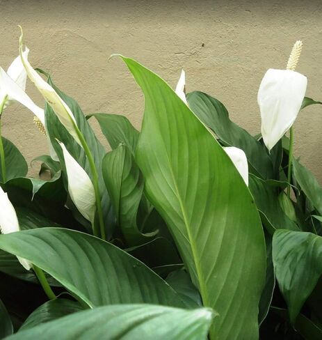 Spathiphyllum Wallisii 3-Pack Peace Lily Live Semi-Aquatic Plants for Terrarium Paludarium Easy Setup in Saudi Arabia
