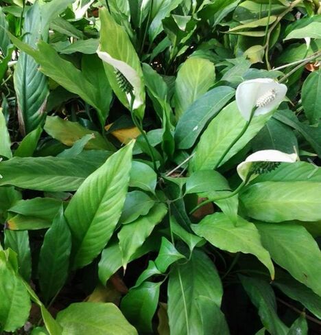 Spathiphyllum Wallisii 3-Pack Peace Lily Live Semi-Aquatic Plants for Terrarium Paludarium Easy Setup in Saudi Arabia
