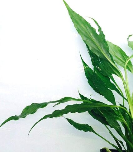 Spathiphyllum Wallisii 3-Pack Peace Lily Live Semi-Aquatic Plants for Terrarium Paludarium Easy Setup in Saudi Arabia