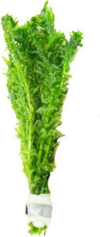 Mainam Anacharis Elodea Densa Tropical Freshwater Live Aquarium Plant Decorations (1 Pack) in Saudi Arabia