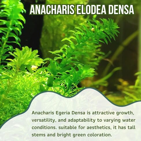 Mainam Anacharis Elodea Densa Tropical Freshwater Live Aquarium Plant Decorations (1 Pack) in Saudi Arabia