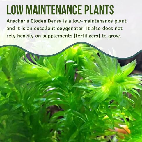 Mainam Anacharis Elodea Densa Tropical Freshwater Live Aquarium Plant Decorations (1 Pack) in Saudi Arabia