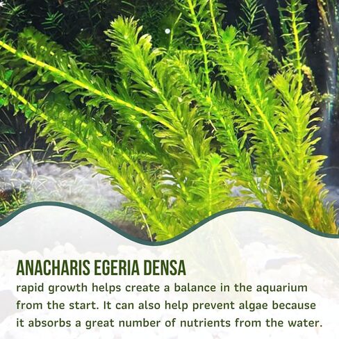 Mainam Anacharis Elodea Densa Tropical Freshwater Live Aquarium Plant Decorations (1 Pack) in Saudi Arabia