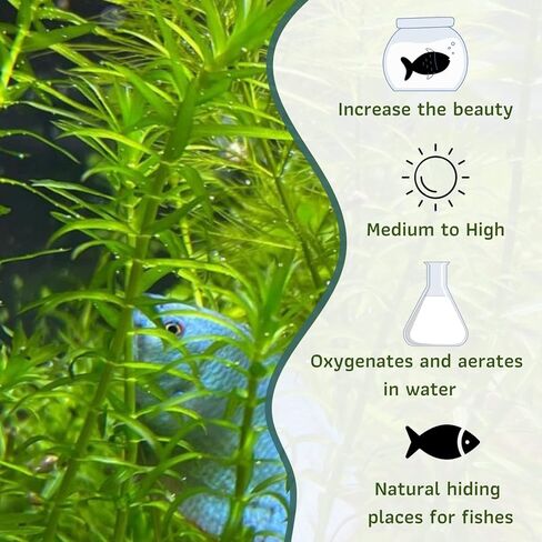 Mainam Anacharis Elodea Densa Tropical Freshwater Live Aquarium Plant Decorations (1 Pack) in Saudi Arabia