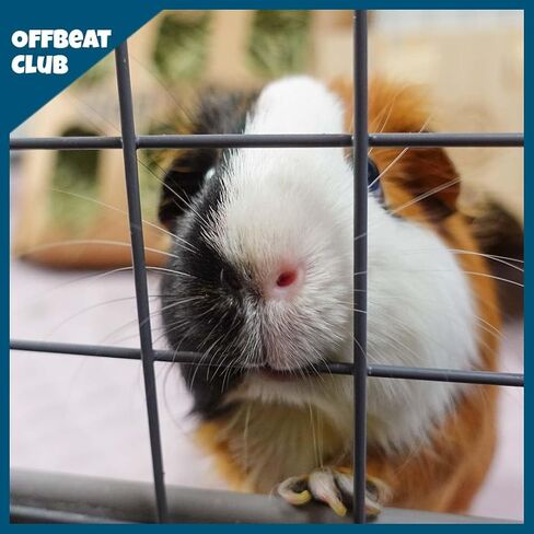 GuineaDad Piggy Condo - قفص C&C ممتاز لخنازير غينيا والحيوانات الصغيرة مع قاعدة Coroplast | شبكات أكريليك وC&C للحيوانات الأليفة الصغيرة (شبكات C&C، قياسية (29 بوصة × 58.5 بوصة × 14.5 بوصة)) in Kuwait