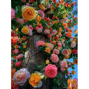 EIBEILI 4 Pack Diamond Art Kits for Adults - Mandala 5D Diamond Painting Kits for Beginner,DIY Gem Art Full Drill Diamond Dots Crystal Craft Kits for Gift Home Wall Decor 12x12inch in Kuwait