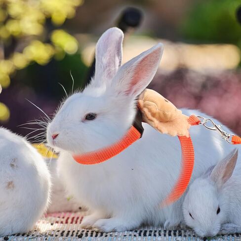 minkissy Rabbit Traction Leash and Harness Set 2 Pieces, Anti-Escape Adjustable Bunny Walking Rope for Dwarf Rabbits, Portable Small Pet Leash for Outdoor Use in Saudi Arabia