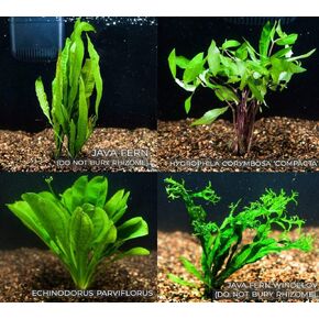 4 Species Freshwater Live Aquarium Plant Package Set Java Fern - Rosette Amazon Sword - Hygrophila Corymbosa - Java Fern Windelov in Kuwait