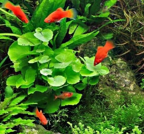 Mainam - Brazilian Pennywort Bundle Live Aquarium Plants 3 Days Live Guaranteed for Freshwater Pond Fish Tank in Saudi Arabia