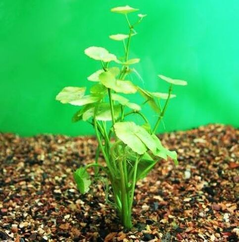 Mainam - Brazilian Pennywort Bundle Live Aquarium Plants 3 Days Live Guaranteed for Freshwater Pond Fish Tank in Saudi Arabia