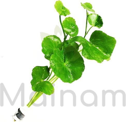 Mainam - Brazilian Pennywort Bundle Live Aquarium Plants 3 Days Live Guaranteed for Freshwater Pond Fish Tank in Saudi Arabia
