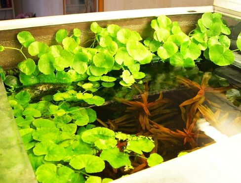 Mainam - Brazilian Pennywort Bundle Live Aquarium Plants 3 Days Live Guaranteed for Freshwater Pond Fish Tank in Saudi Arabia
