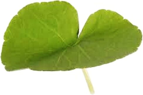 Mainam - Brazilian Pennywort Bundle Live Aquarium Plants 3 Days Live Guaranteed for Freshwater Pond Fish Tank in Saudi Arabia