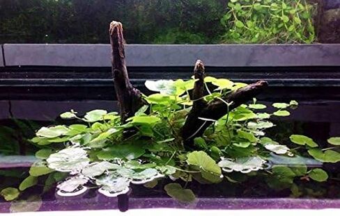 Mainam - Brazilian Pennywort Bundle Live Aquarium Plants 3 Days Live Guaranteed for Freshwater Pond Fish Tank in Saudi Arabia