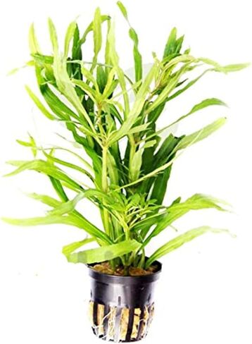 Mainam Pogostemon Octopus Potted Beginner Freshwater Live Aquarium Aquatic Plants Decorations for Fish Tank Aquascape in Saudi Arabia