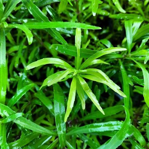 Mainam Pogostemon Octopus Potted Beginner Freshwater Live Aquarium Aquatic Plants Decorations for Fish Tank Aquascape in Saudi Arabia