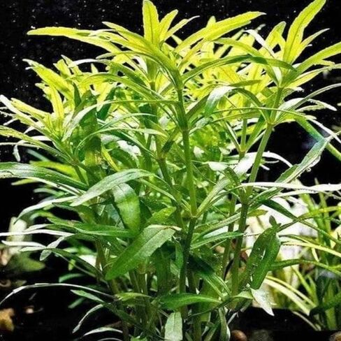 Mainam Pogostemon Octopus Potted Beginner Freshwater Live Aquarium Aquatic Plants Decorations for Fish Tank Aquascape in Saudi Arabia