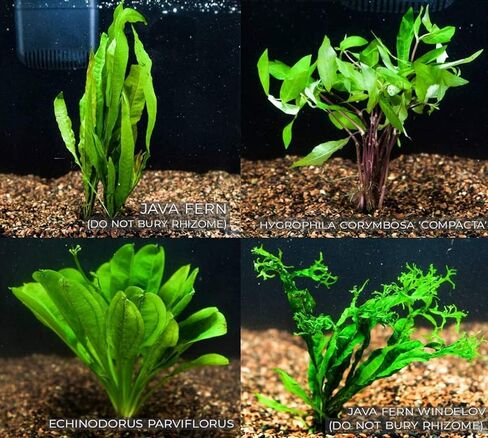 4 Species Freshwater Live Aquarium Plant Package Set Java Fern - Rosette Amazon Sword - Hygrophila Corymbosa - Java Fern Windelov in Saudi Arabia