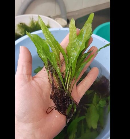 4 Species Freshwater Live Aquarium Plant Package Set Java Fern - Rosette Amazon Sword - Hygrophila Corymbosa - Java Fern Windelov in Saudi Arabia